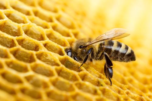 Health Benefits of Propolis - What is Propolis And Why Should We Be Taking It?