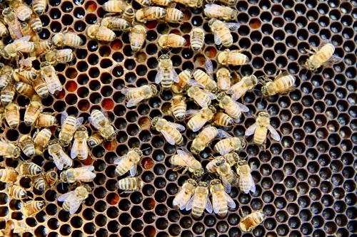 Simple Ways To Improve Your Health With Bee Propolis